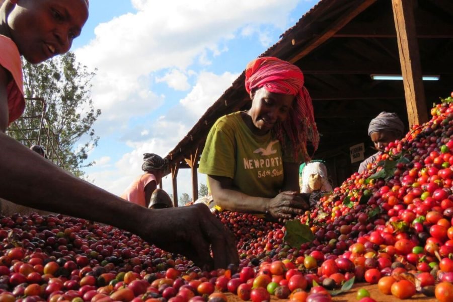 Coffee Route Tour